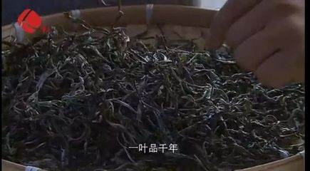 今天！最牛普洱茶縣縣長獲全縣人民點(diǎn)贊！他這樣推介家鄉(xiāng)普洱茶！勐海人轉(zhuǎn)起來！